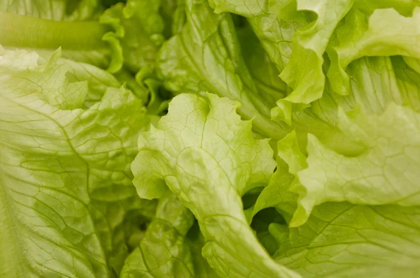 Stock image Pretty macro of green lettuces