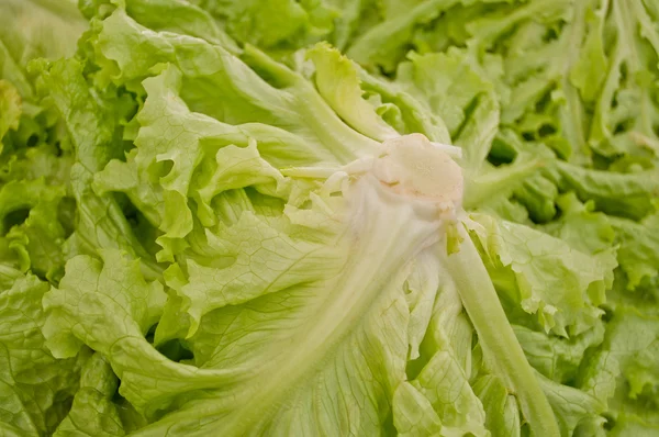 Pretty close of green lettuces — Stock Photo, Image