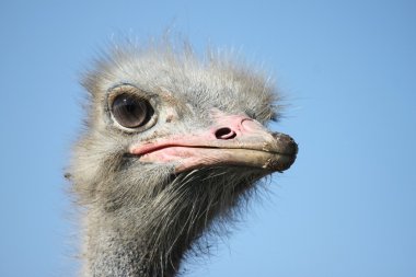 Ostrich portrait clipart