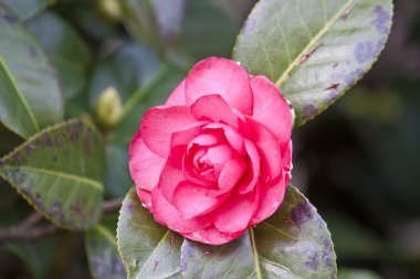 Japon camelia