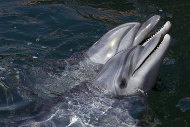 Two dolphins clipart