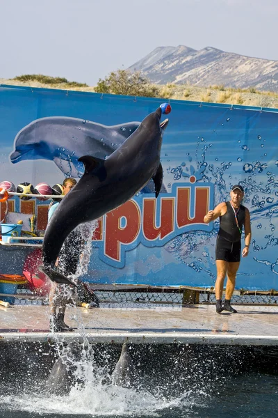 Дельфин ловит маленький шарик — стоковое фото