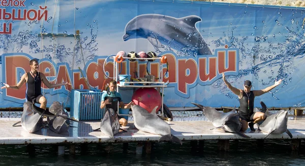Seis delfines en el borde — Foto de Stock