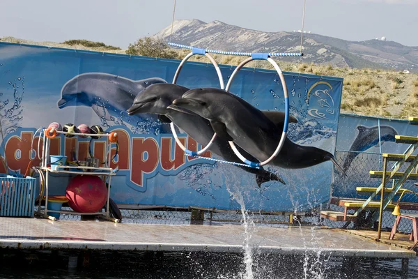 Dois golfinhos a saltar — Fotografia de Stock