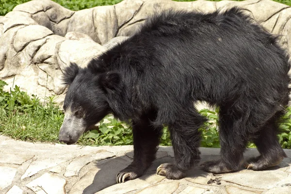 树懒熊 — 图库照片
