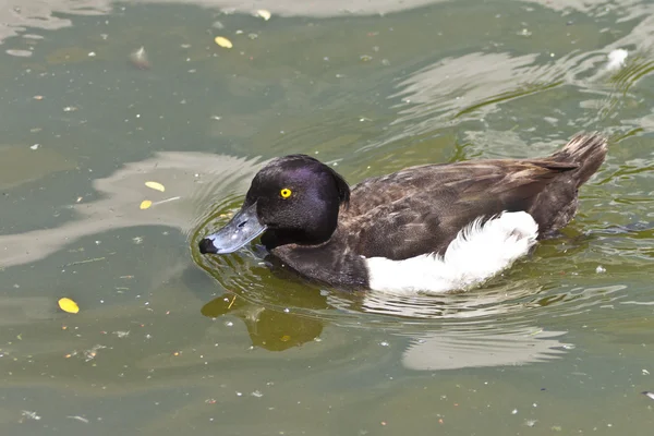 Tufted duck — Stock Photo, Image