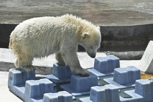 Ursinho polar — Fotografia de Stock