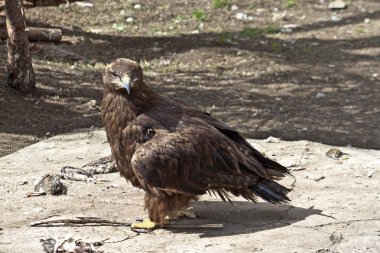 Altın kartal (Aquila chrysaetos)