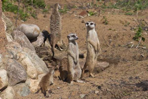 Grupa meercats — Zdjęcie stockowe