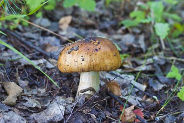 Stinking russula clipart