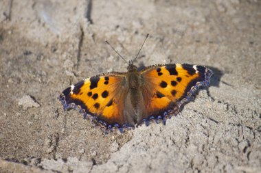 Nymphalis xanthomelas