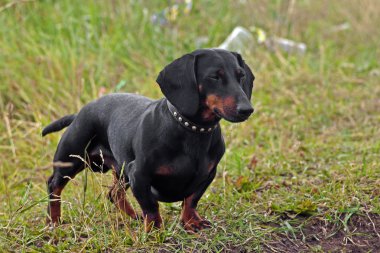 stenografi dachshund