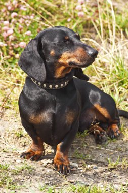 stenografi dachshund