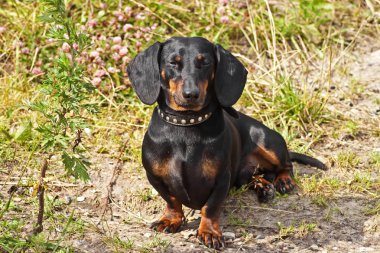 stenografi dachshund