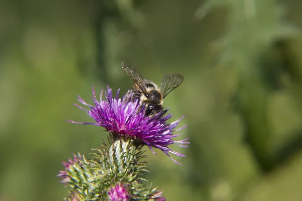 stock image Bee on the thistle flower