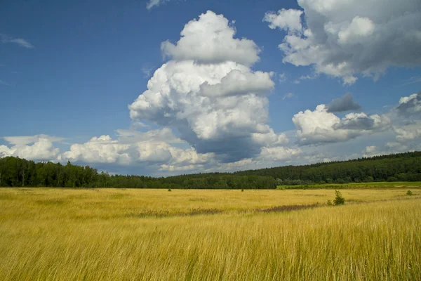 Russian summer landscape — Stock Photo, Image