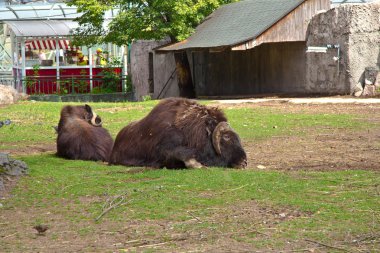 iki muskoxes