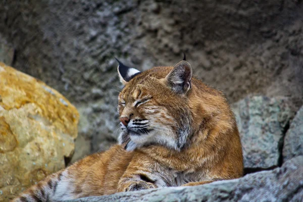 Lynx europeu — Fotografia de Stock