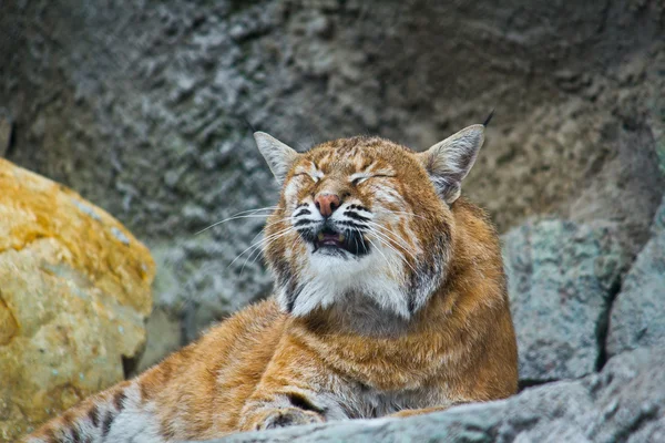 Lynx européen miaule — Photo