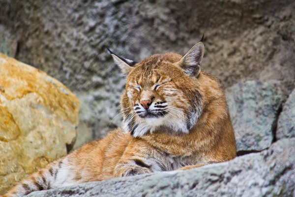 Lynx européen — Photo
