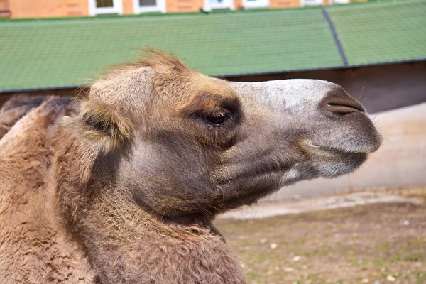 Cara de camellos —  Fotos de Stock
