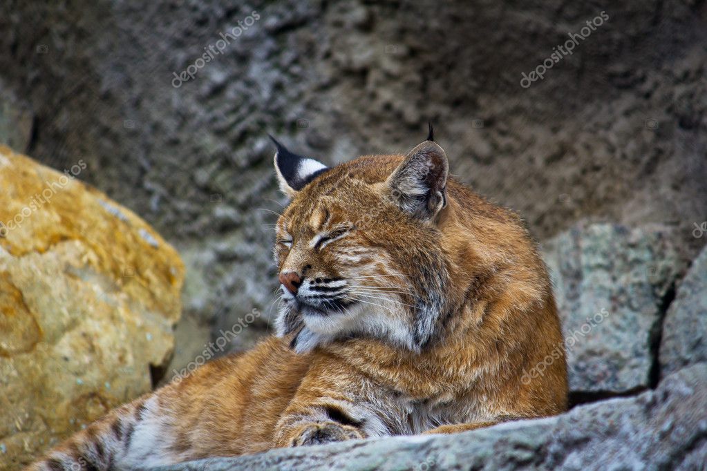 European lynx — Stock Photo © Belyaev71 #11802283