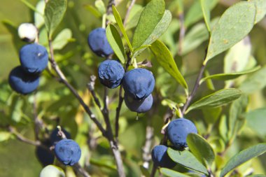 Bataklık bilberries