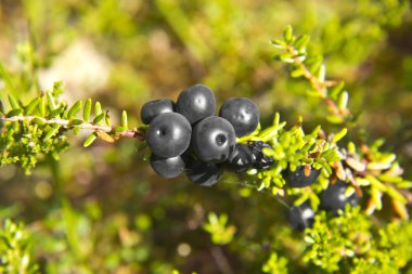 Crowberries clipart