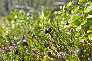 Crowberries