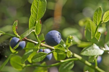 Bataklık bilberries