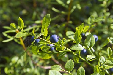 Bataklık bilberries