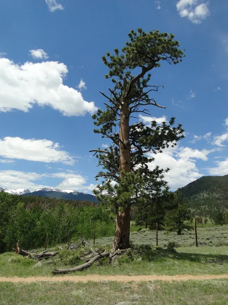 Einsamer Baum im Colorado-Gebirge — Stockfoto