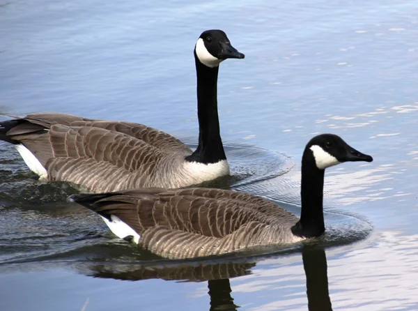 Geese on lake — Stock Photo, Image