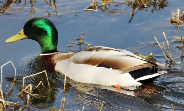 stock image Mallard Duck