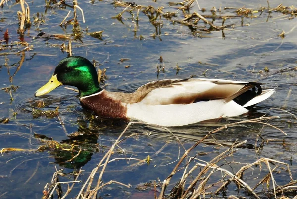 stock image Mallard Duck