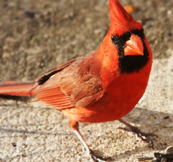 Самець кардинал — стокове фото