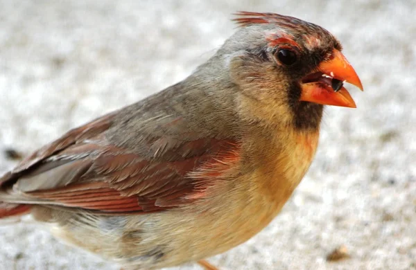 Female Cardinal — Stock Photo, Image