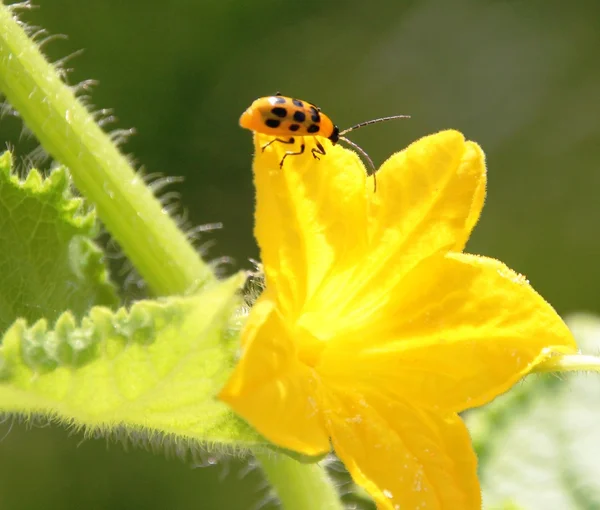 Lady bug on yellow flower — Stock Photo, Image