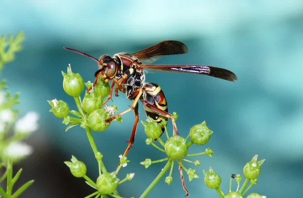 Wasp and Flower — Stock Photo, Image