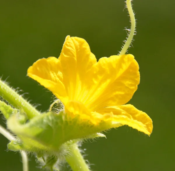 Flor de planta de pepino — Foto de Stock