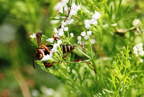 WASP och blomma — Stockfoto