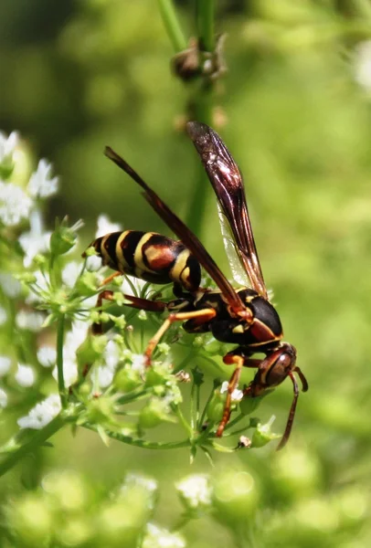 Wasp and Flower — Stock Photo, Image