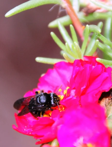 Bee and Flower — Stock Photo, Image