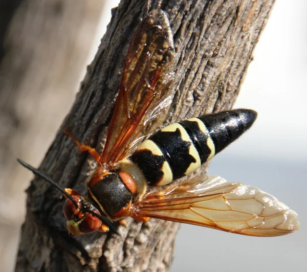 Ağustosböceği katil arı Telifsiz Stok Fotoğraflar