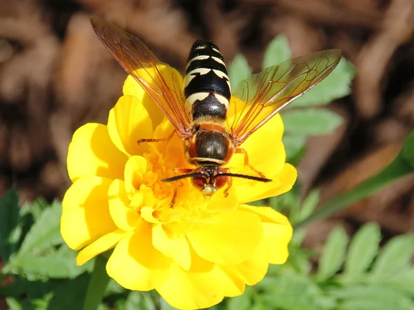 Ağustosböceği katil arı Telifsiz Stok Imajlar