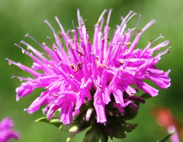 Včelí balzám bloom Stock Obrázky