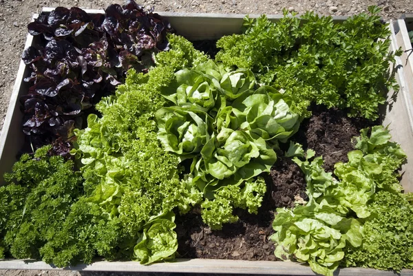 Parsley and salad — Stock Photo, Image