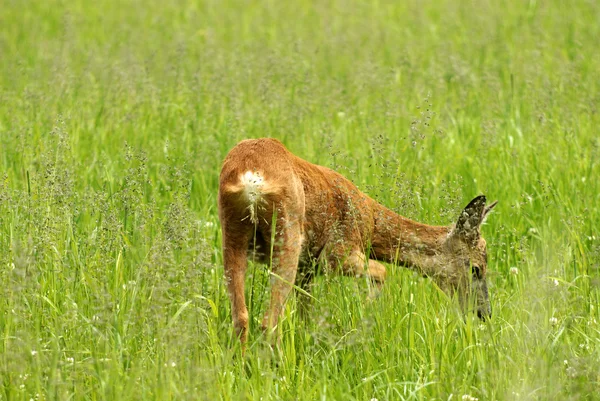 Närbild betande hjortar — Stockfoto
