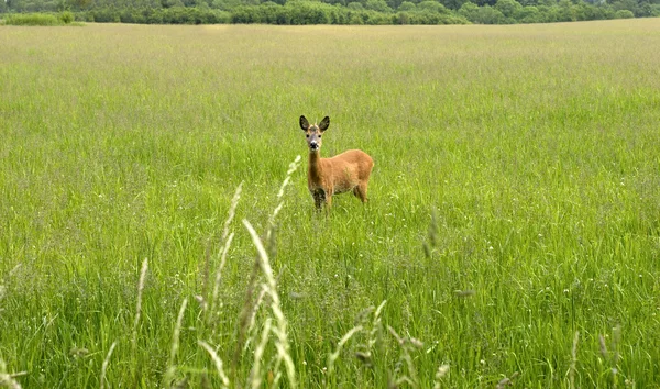 Roe Deer te regarde — Photo