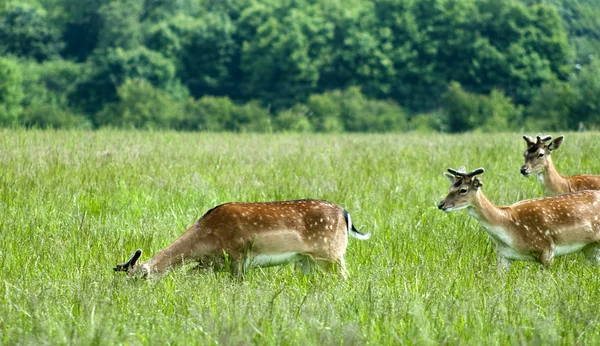 Três cervos de pousio em um prado — Fotografia de Stock